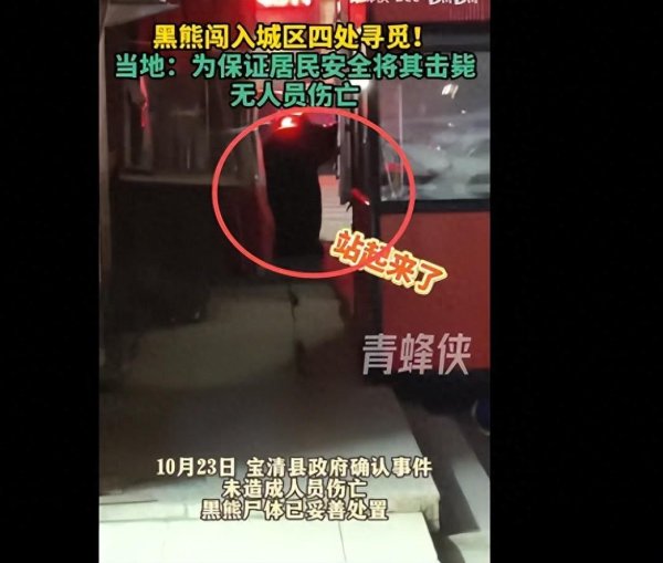 亿财配资 “熊瞎子”闯入黑龙江市区，特警用95连开十几枪！为啥不用麻醉枪